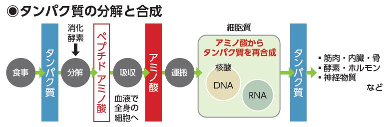 タンパク質の分解と合成