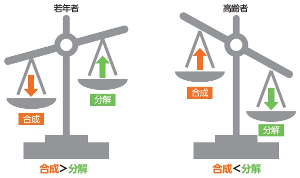 タンパク質の分解と合成のバランス