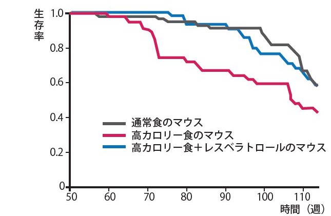 マウスのレスベラトロール摂取による長命硬化実験