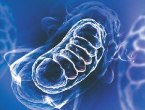 ミトコンドリアイメージ