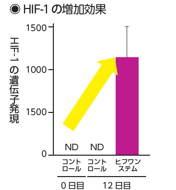 HIF-1の増加