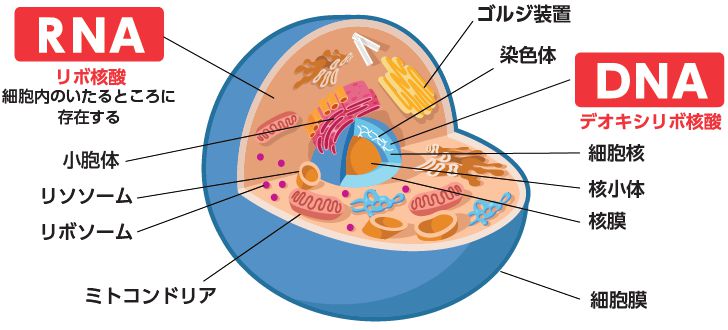 RNAとDNA