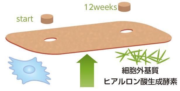 コラーゲンの生成力上昇