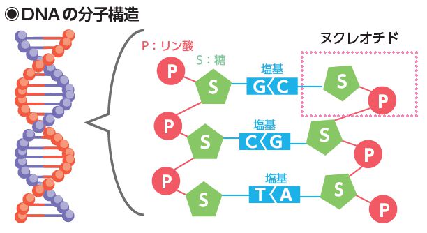 ヌクレオチドの構造