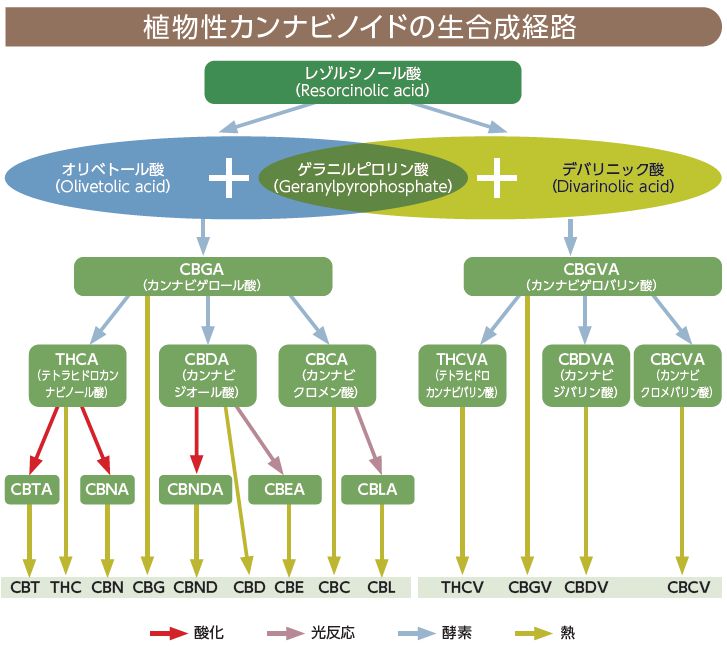 植物性カンナビノイドの生合成経路