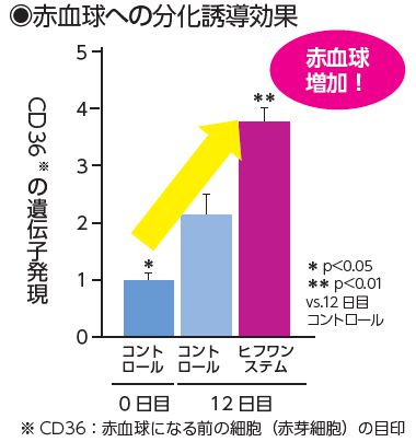 赤血球への分化誘導