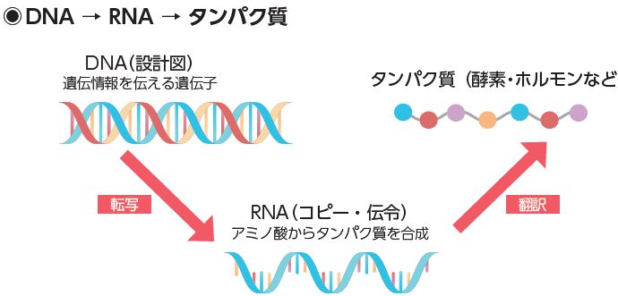 転写と翻訳