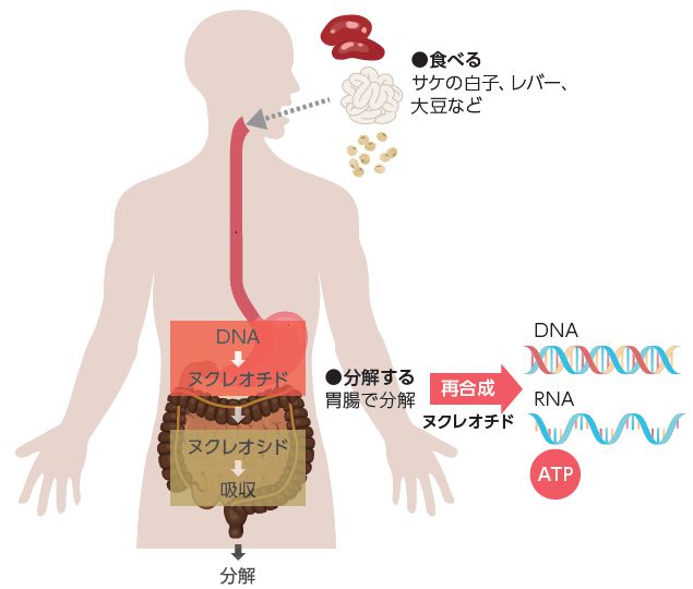 食べた核酸からヌクレオチドがつくられる