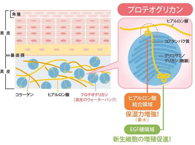 プロテオグリカン構造