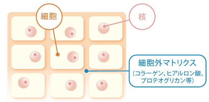 細胞外マトリクス