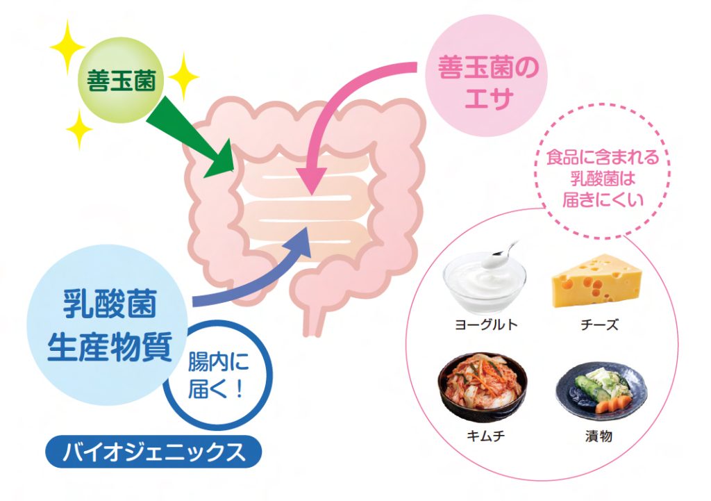 腸とバイオジェニックス
