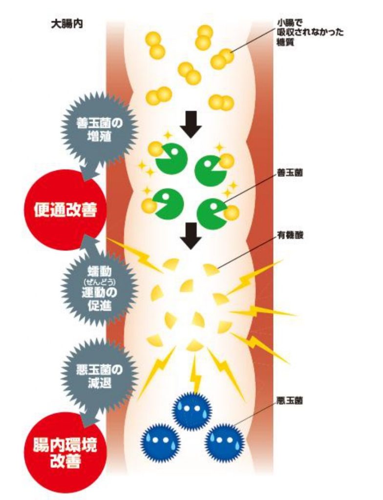 腸の蠕動運動
