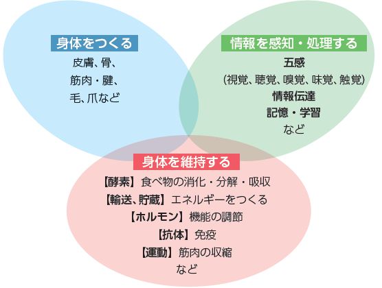 タンパク質の主な働き