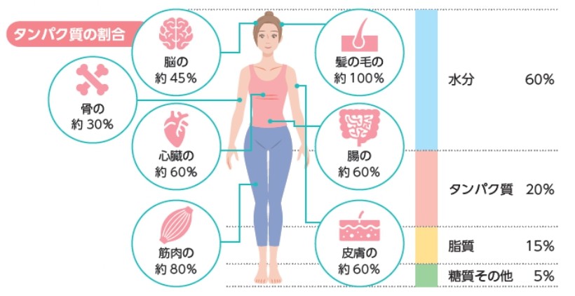タンパク質の割合