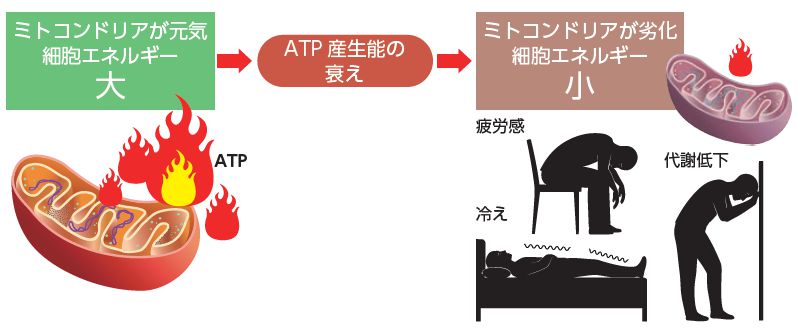 ミトコンドリアの活動