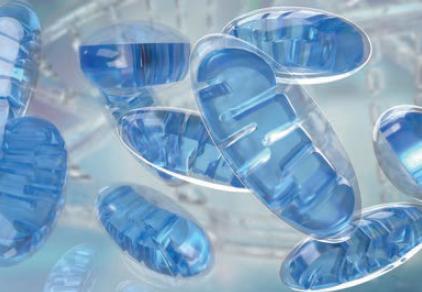 ミトコンドリアイメージ