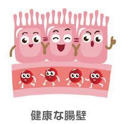 健康な腸壁