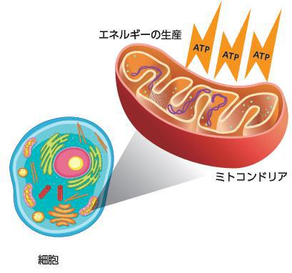 ミトコンドリアの拡大