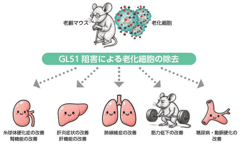 老化細胞の除去
