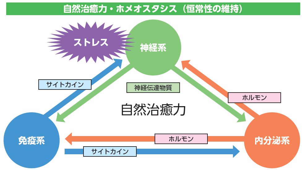 自然治癒力のしくみ