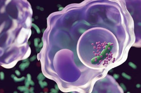 身体のなかイメージ