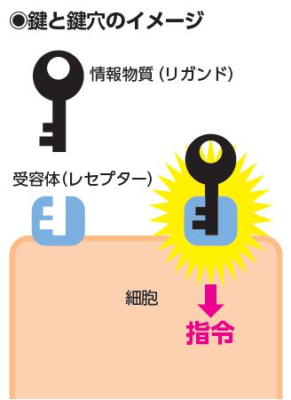 鍵と鍵穴のイメージ