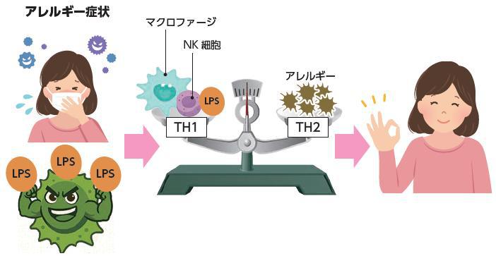 アレルギー症状と免疫バランス