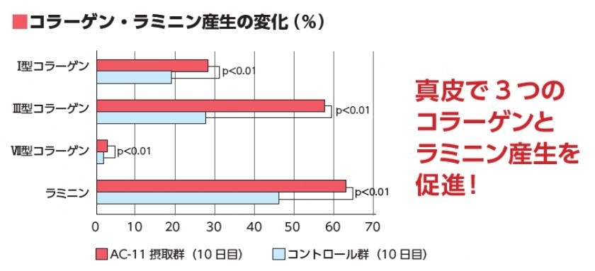 コラーゲン・ラミニン産生の変化