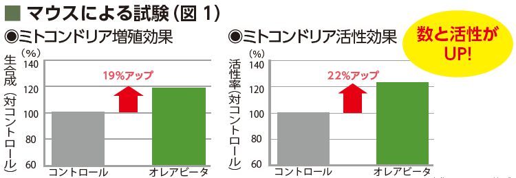 マウスによる試験