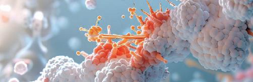 マクロファージイメージ