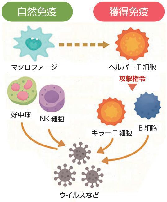 自然免疫と獲得免疫のしくみ