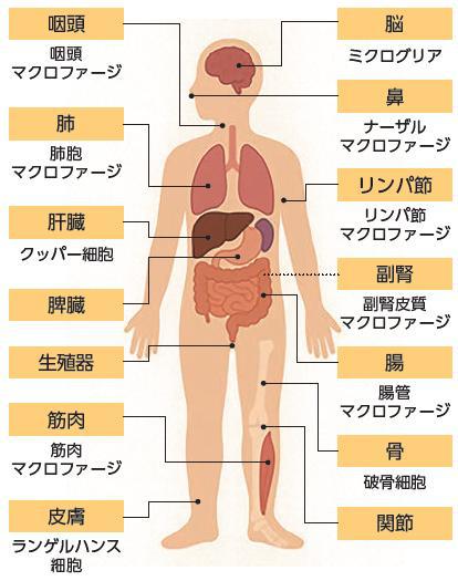 マクロファージのネットワーク