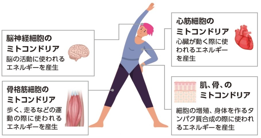 ミトコンドリアとエネルギー産生