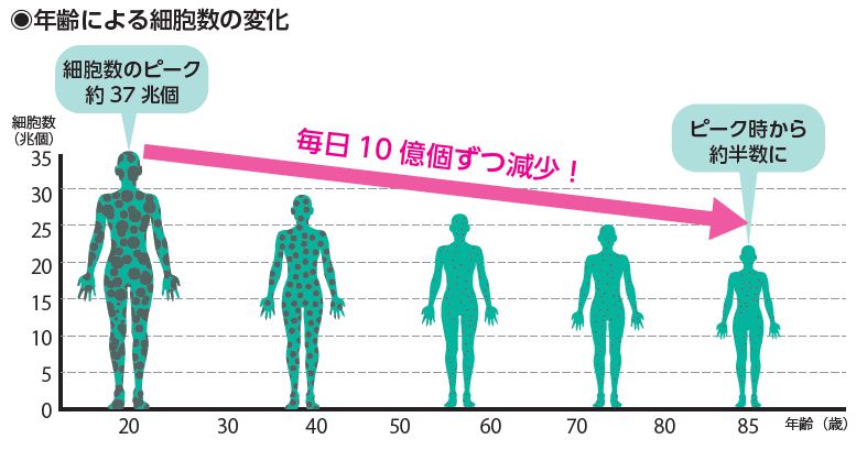年齢による細胞数の変化
