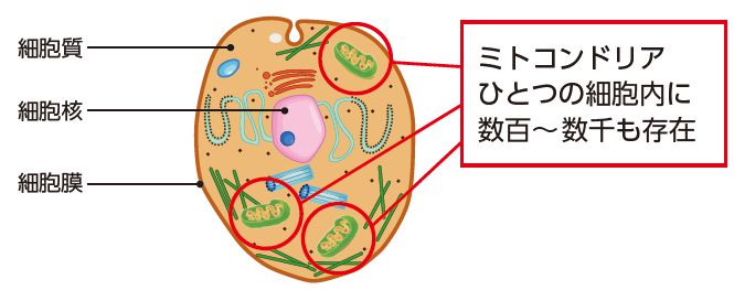 細胞とミトコンドリア