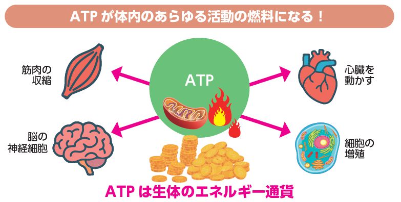 あらゆる活動の燃料ATP