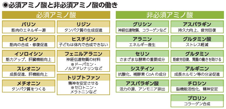 アミノ酸20種の分類と主な働き