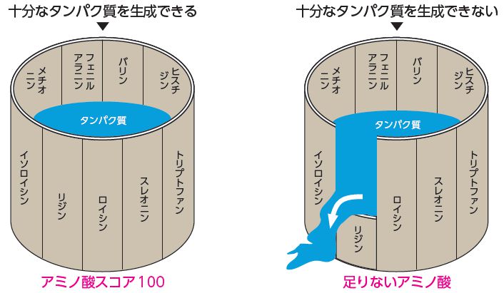 アミノ酸の桶理論