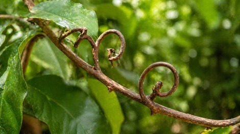 キャッツクロー