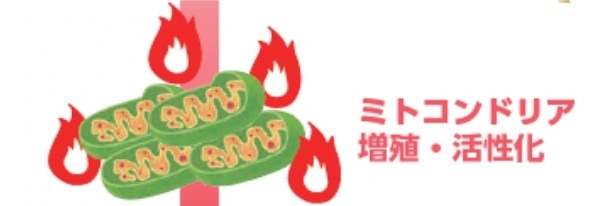 ミトコンドリア活性化