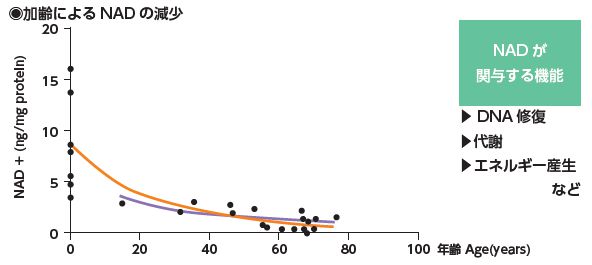 加齢によるNADの現象グラフ