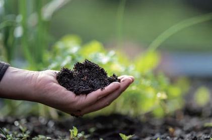 土の中で育つLPS