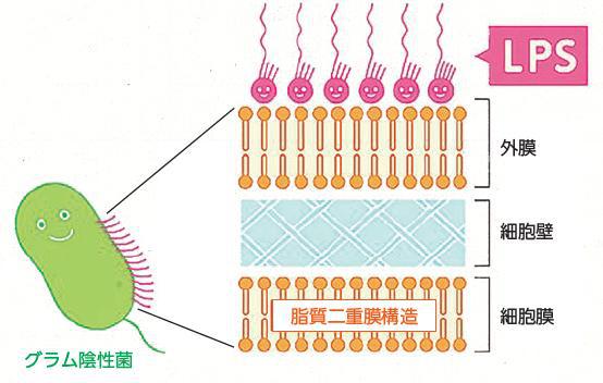 細菌由来のリポ多糖