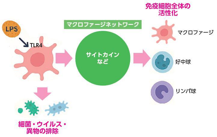 マクロファージネットワークの覚醒