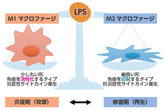 マクロファージバランス