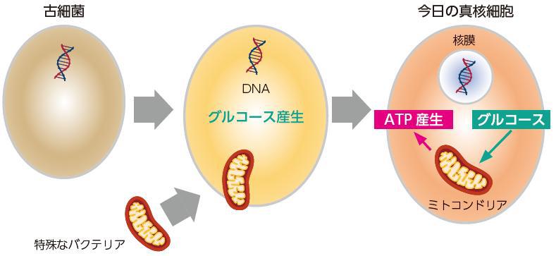 ミトコンドリアの起源
