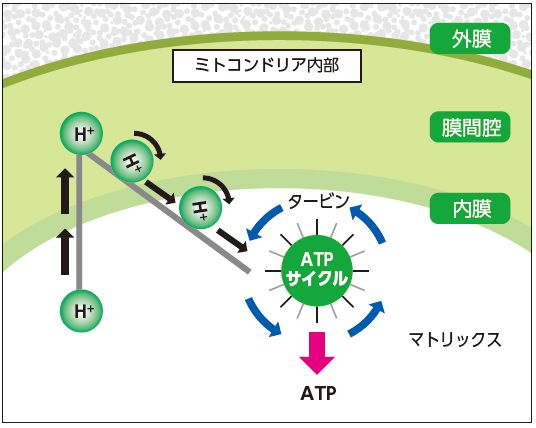 ATP合成酵素の仕組み