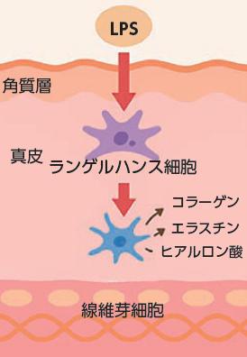 LPSの作用