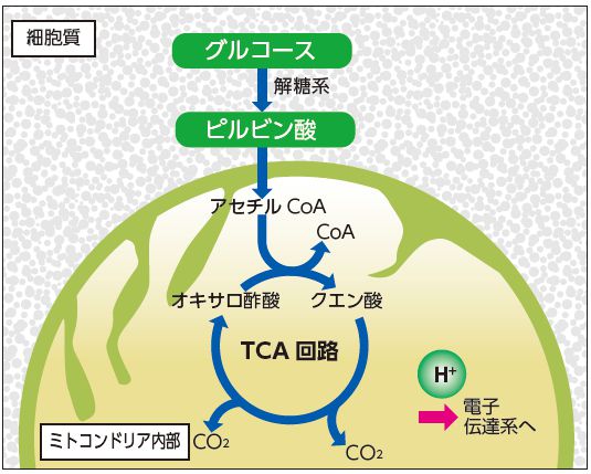 TCA 回路の仕組み