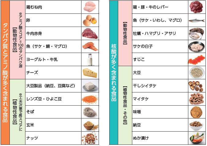 タンパク質とアミノ酸と核酸が多く含まれる食品
